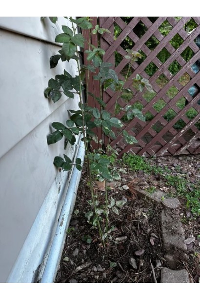 Роза Твист в саду